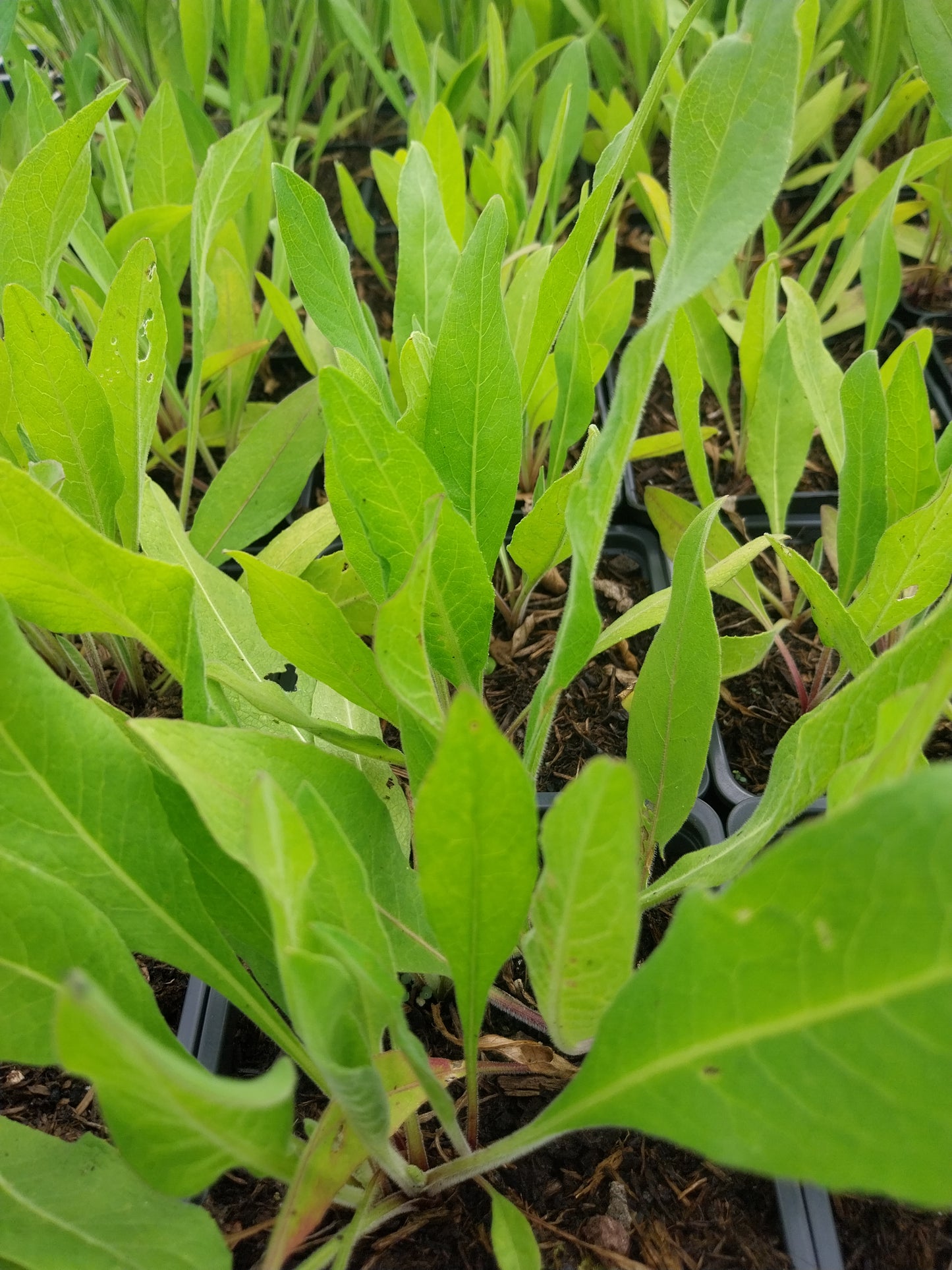 Centaurea macrocephala Riesen-Flockenblume