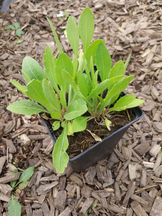 Gaillardia × grandiflora 'Burgunder' Kokardenblume