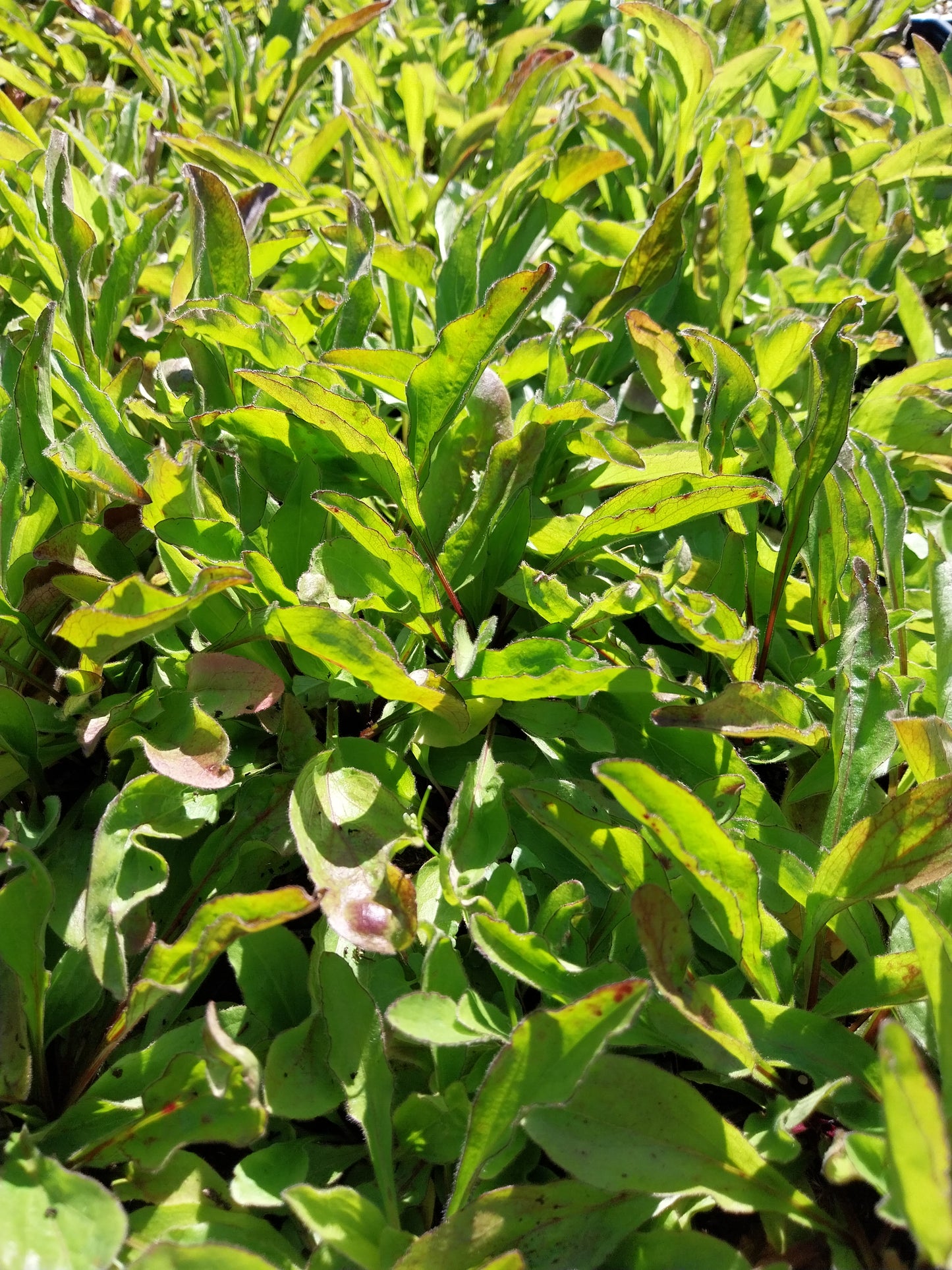 Buphthalmum salicifolium Ochsenauge