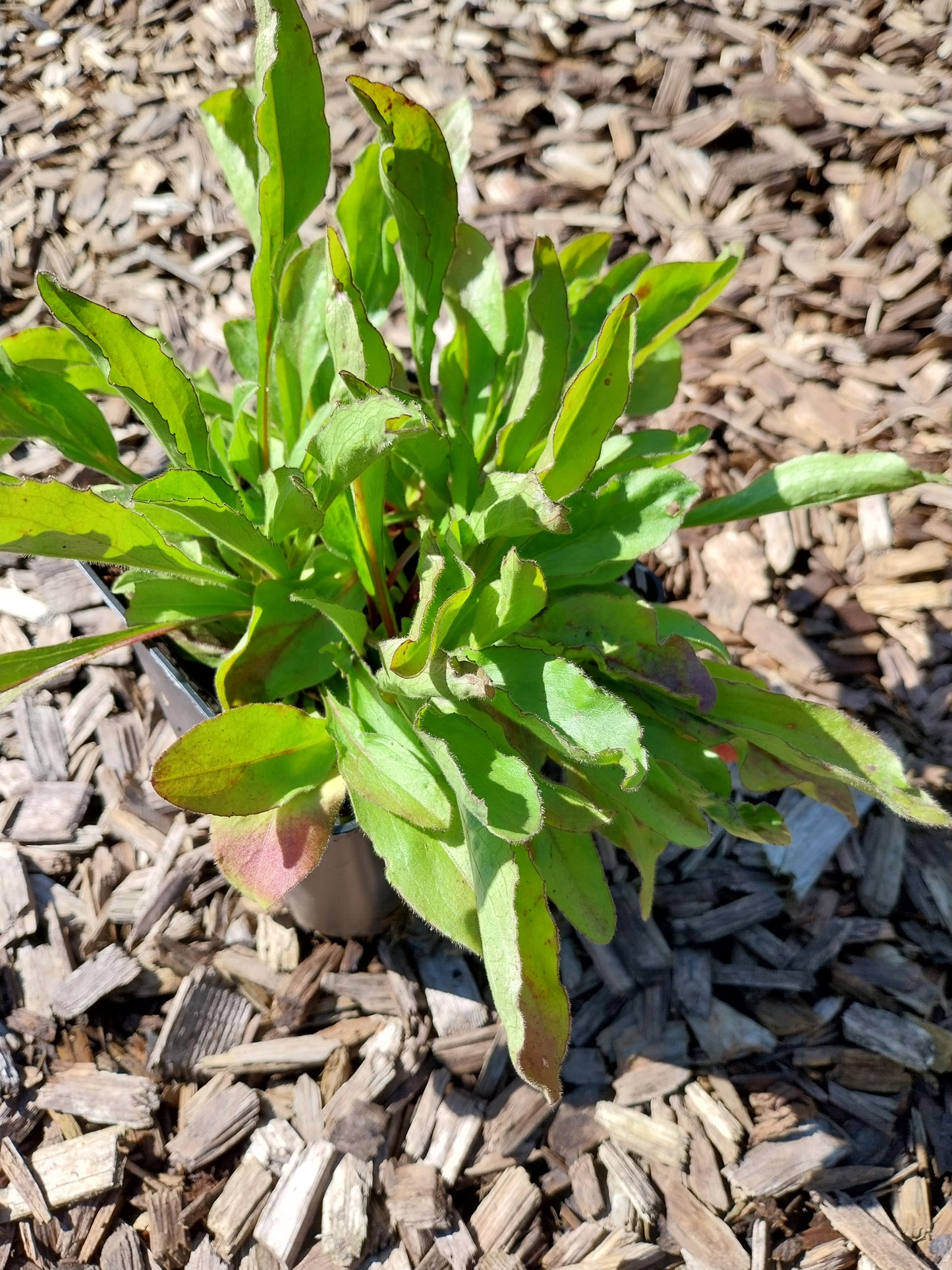 Buphthalmum salicifolium Ochsenauge
