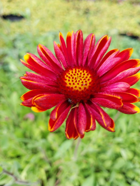 Gaillardia × grandiflora 'Burgunder' Kokardenblume