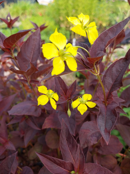 Lysimachia ciliata 'Firecracker' Bronzeblatt-Felberich
