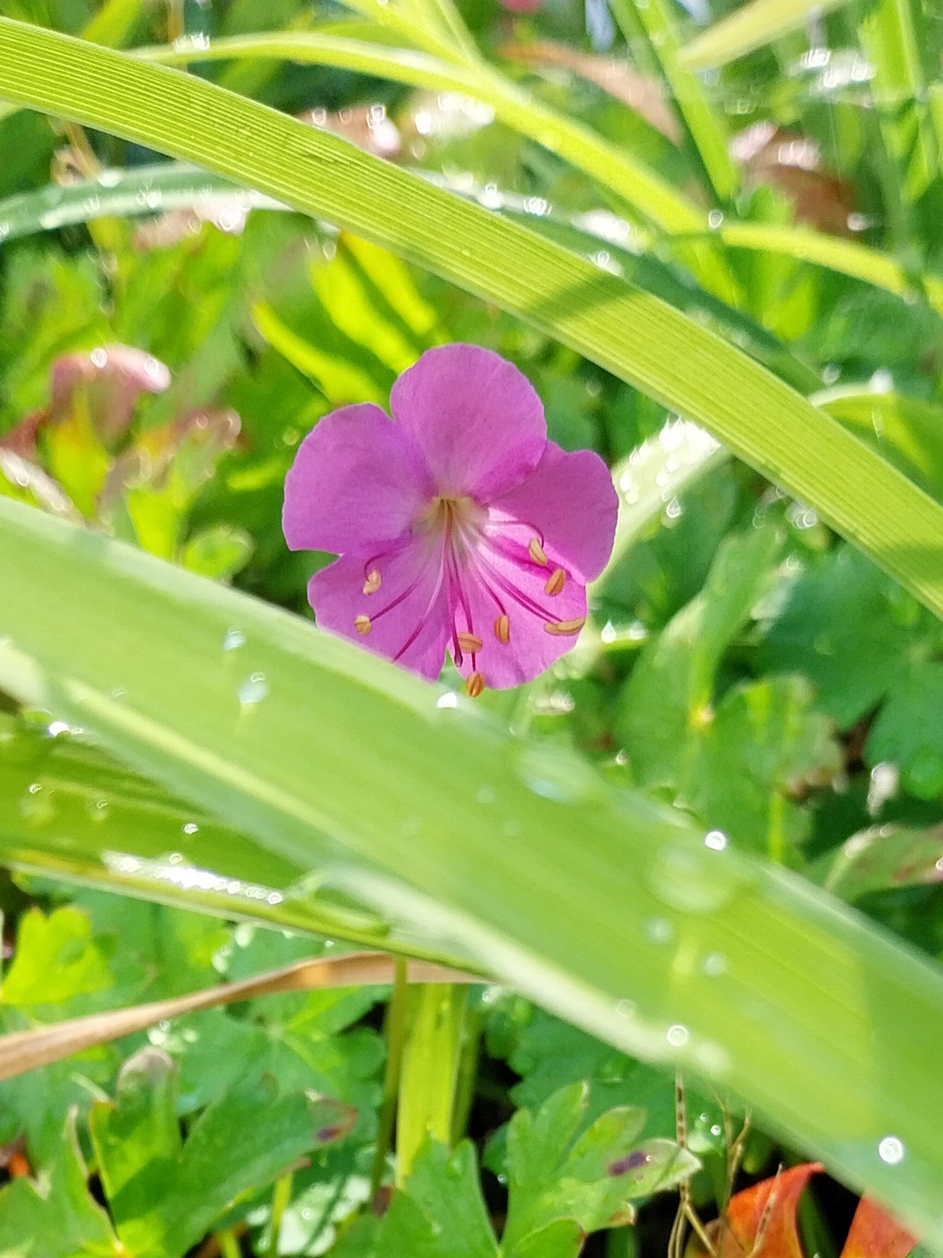 Geranium cantabrigiense 'Berggarten' Cambridge-Storchschnabel