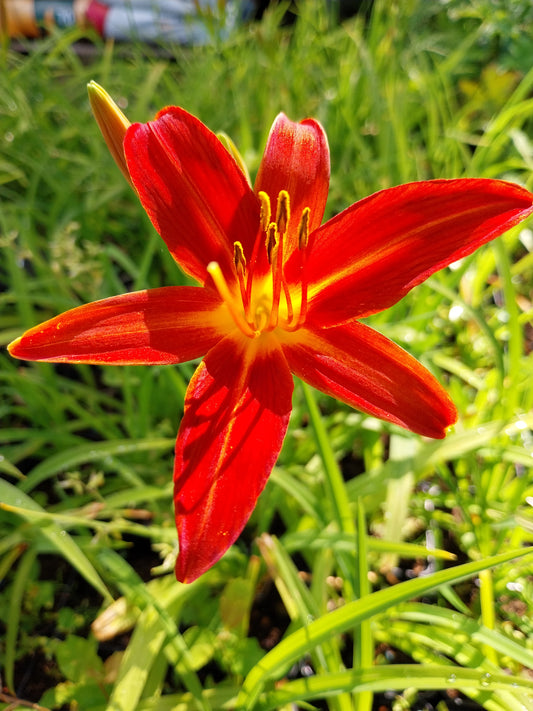 Hemerocallis cultorum 'Crimson Pirate'  Taglilie