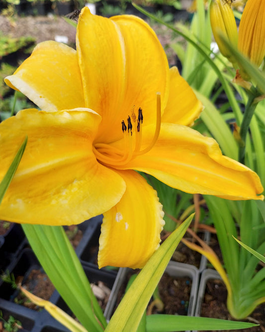 Hemerocallis × cultorum 'Stella de Oro' Taglilie in Blüte