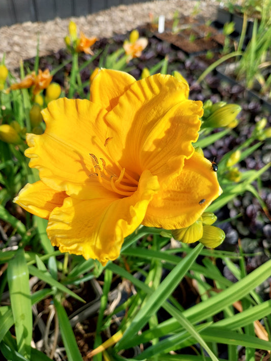 Hemerocallis × cultorum 'Siloam Nugget' Taglilie