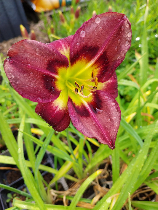 Hemerocallis × cultorum 'Night Beacon' Taglilie