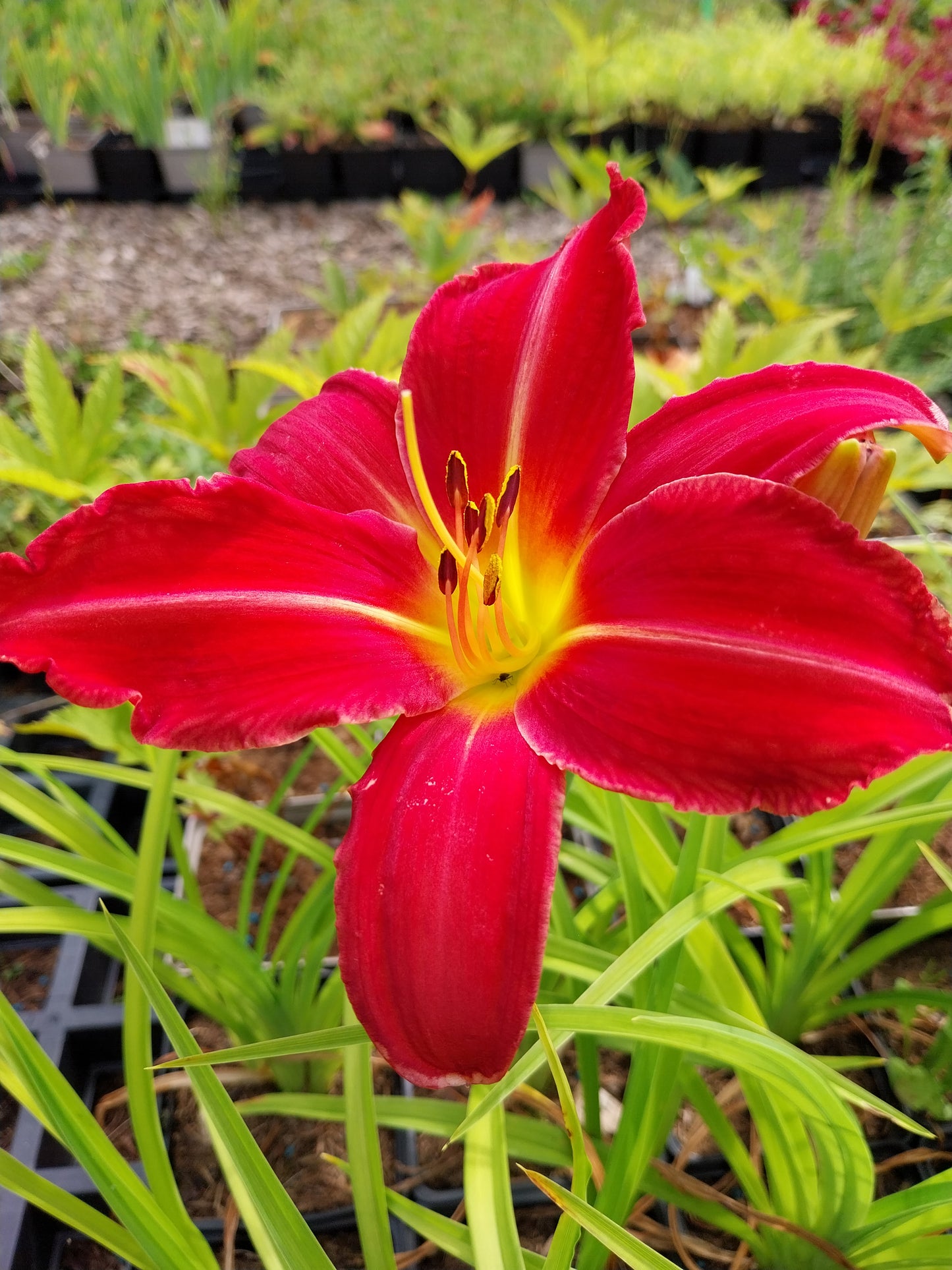 Hemerocallis cultorum 'Muffin' Taglilie
