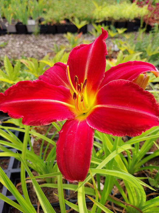 Hemerocallis cultorum 'Muffin' Taglilie