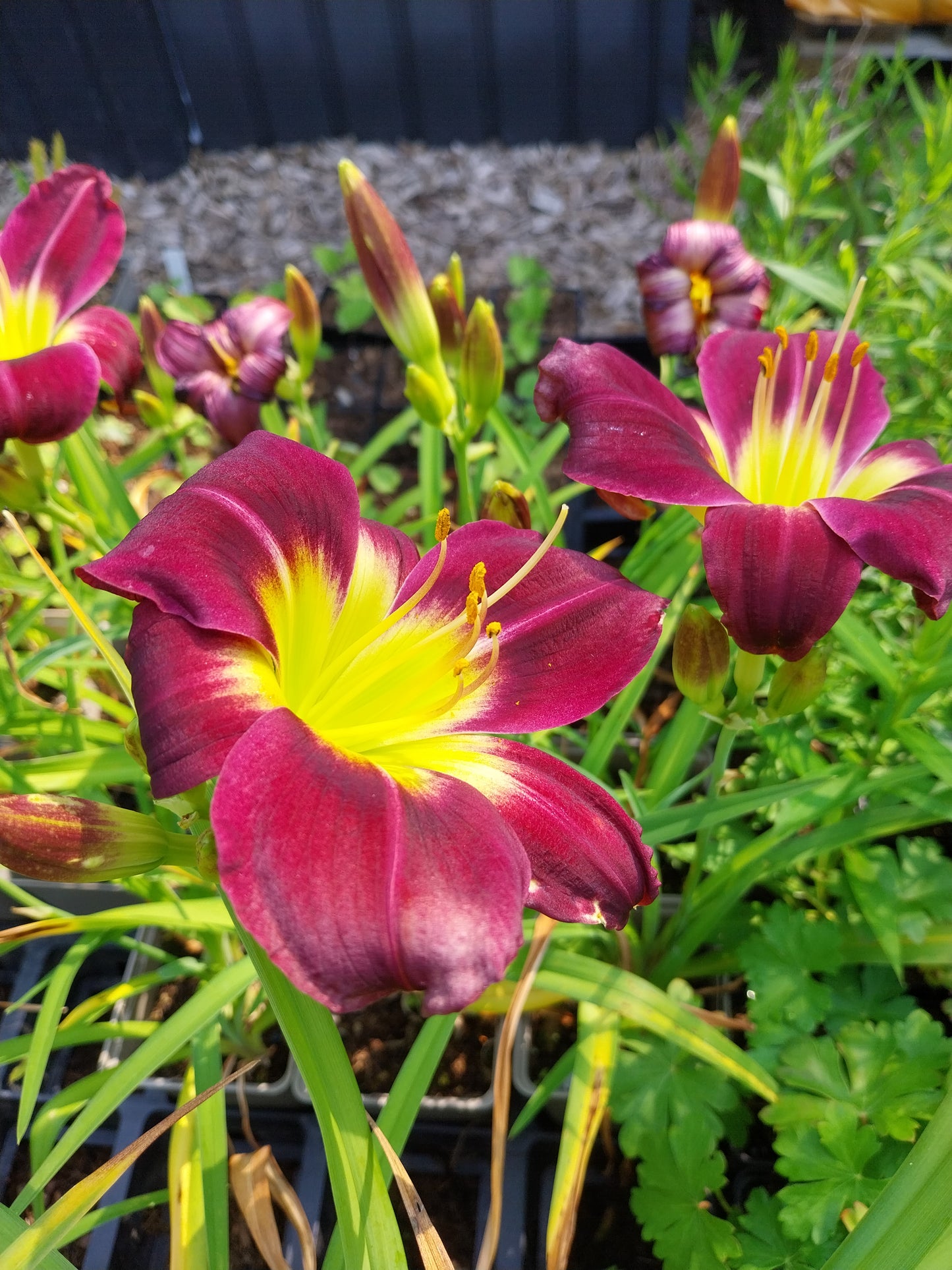 Hemerocallis × cultorum 'Night Beacon' Taglilie