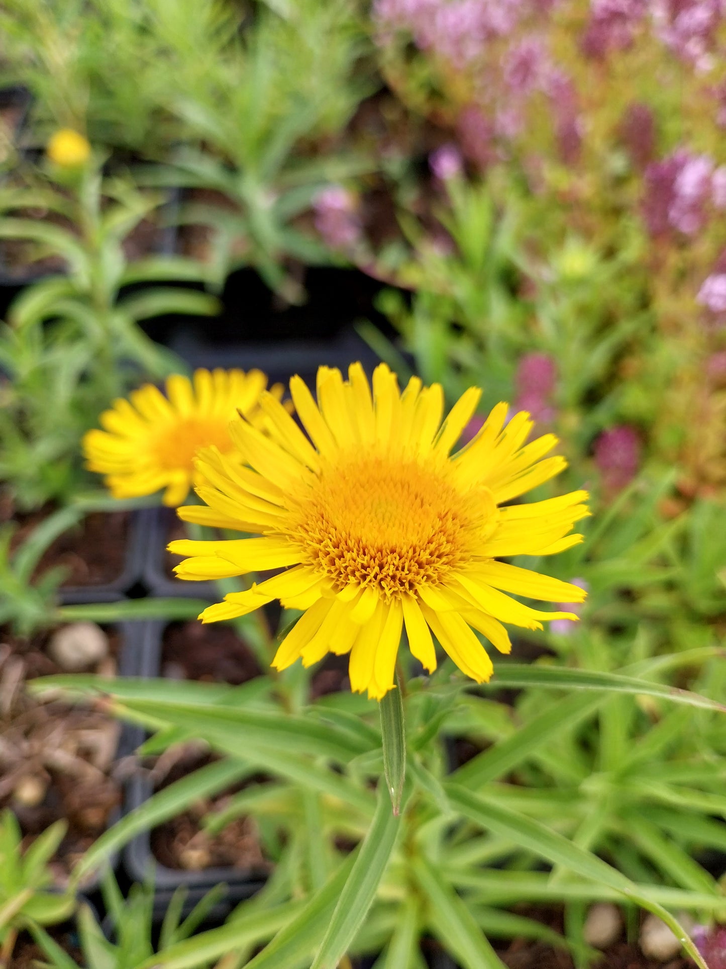 Inula ensifolia 'Compacta' Schwertblättriger Alant