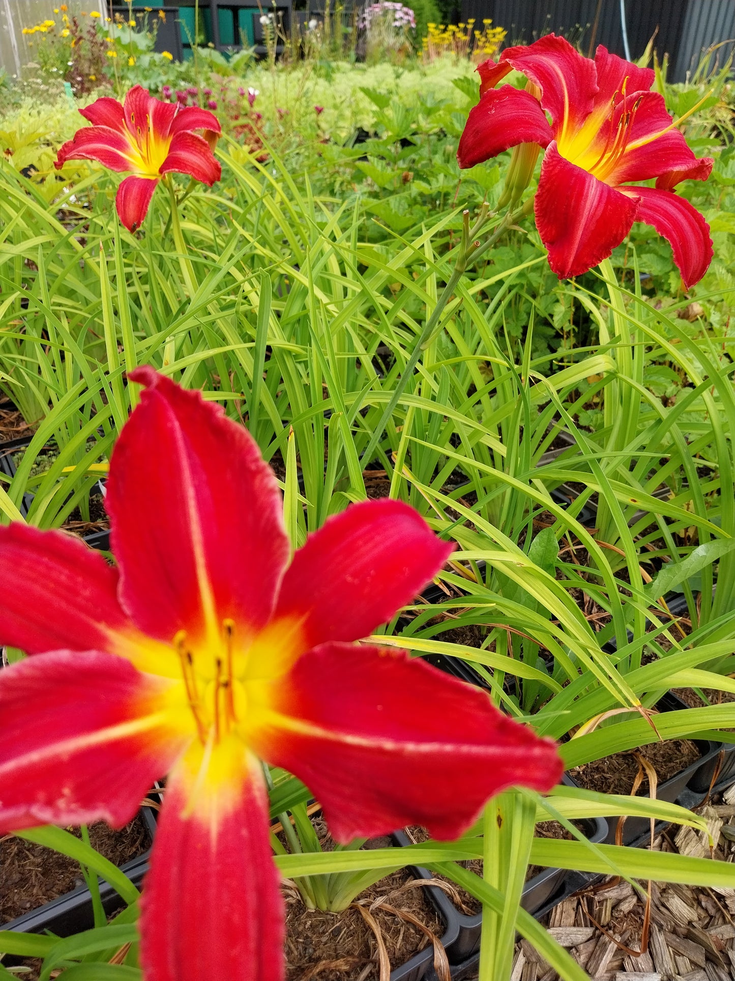 Hemerocallis cultorum 'Muffin' Taglilie