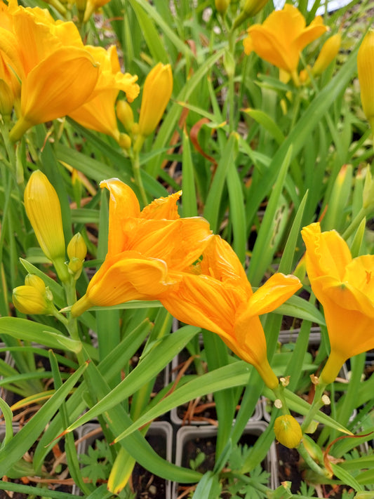 Hemerocallis × cultorum 'Siloam Nugget' Taglilie