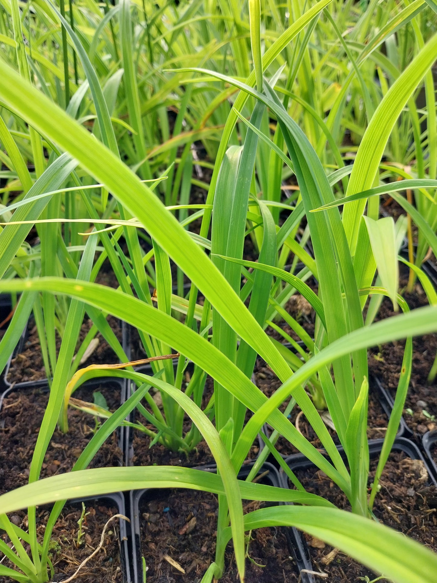 Hemerocallis cultorum 'Crimson Pirate'  Taglilie