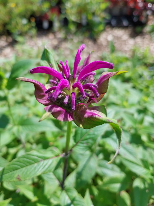 Monarda fistulosa 'Blaustrumpf' Indianernessel