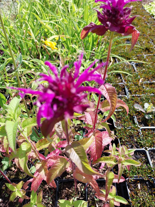 Monarda fistulosa 'Scorpion' Indianernessel