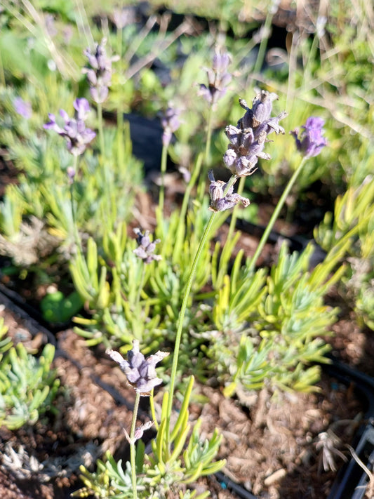 Lavandula angustifolia 'Blue Cushion' Lavendel
