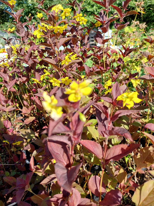 Lysimachia ciliata 'Firecracker' Bronzeblatt-Felberich