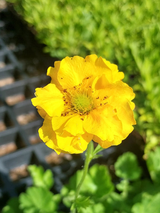 Geum chiloense 'Goldball' Nelkenwurz