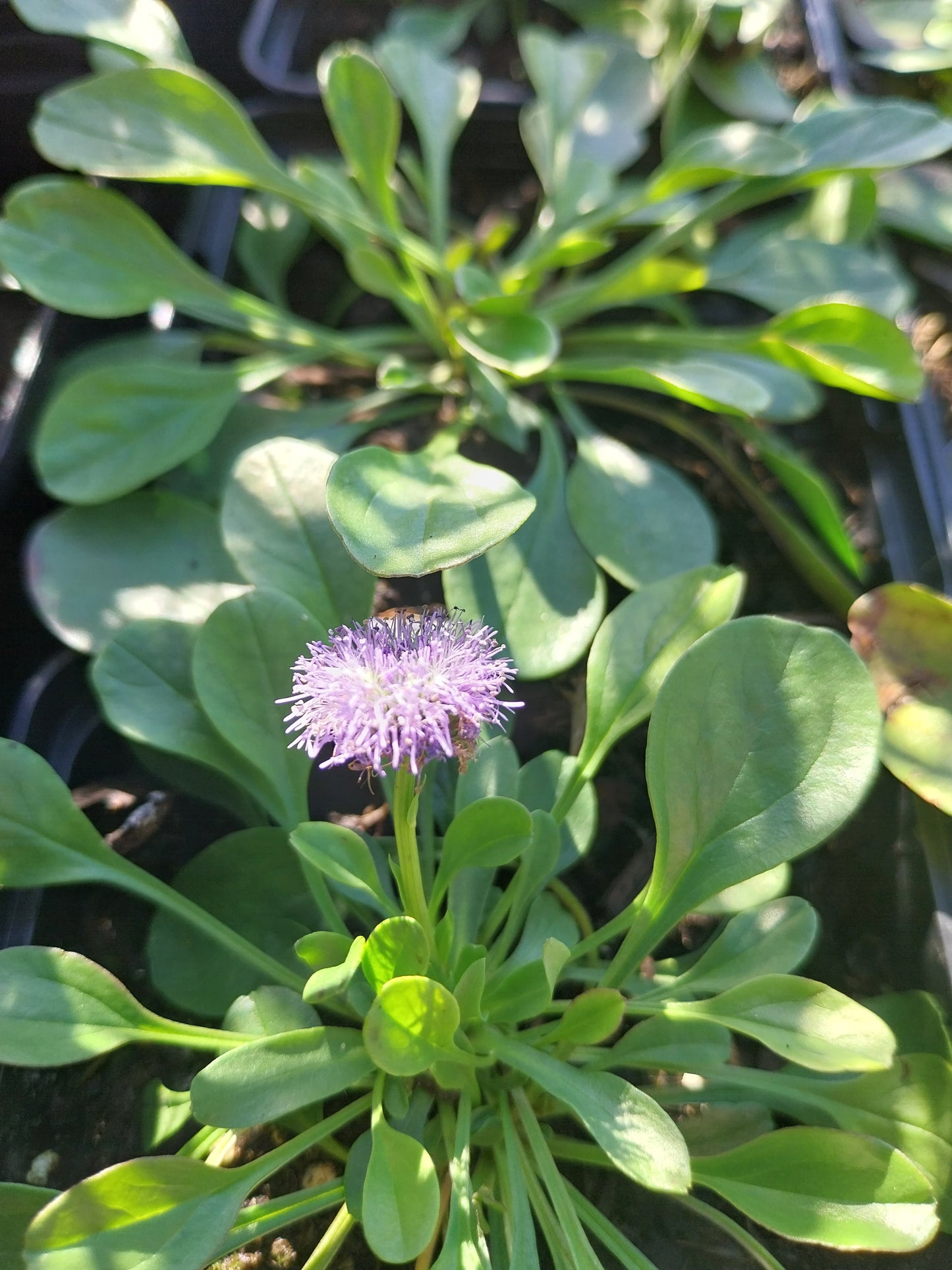 Globularia punctata Kugelblume
