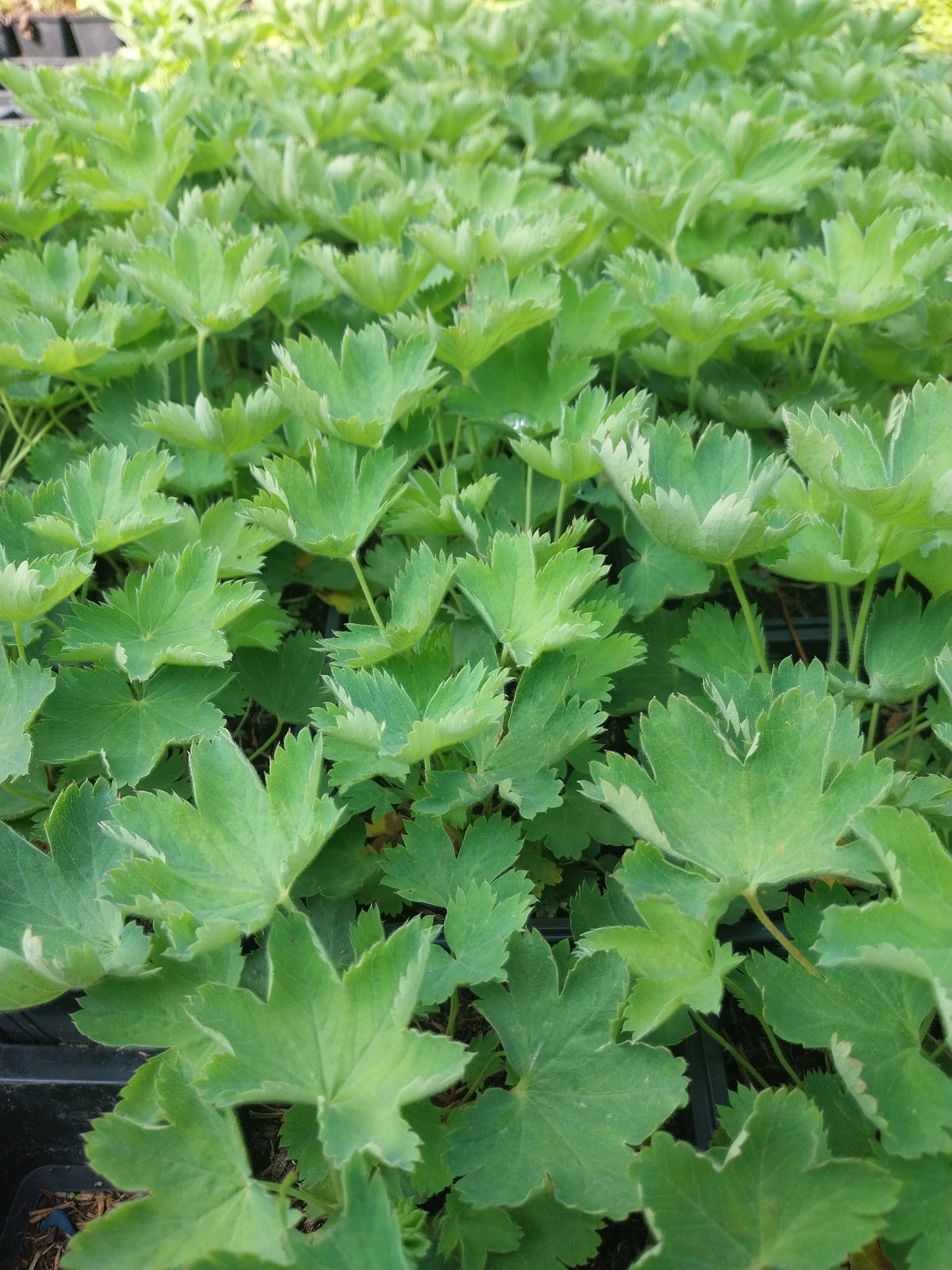 Alchemilla sericata 'Gold Strike' Seidiger Frauenmantel