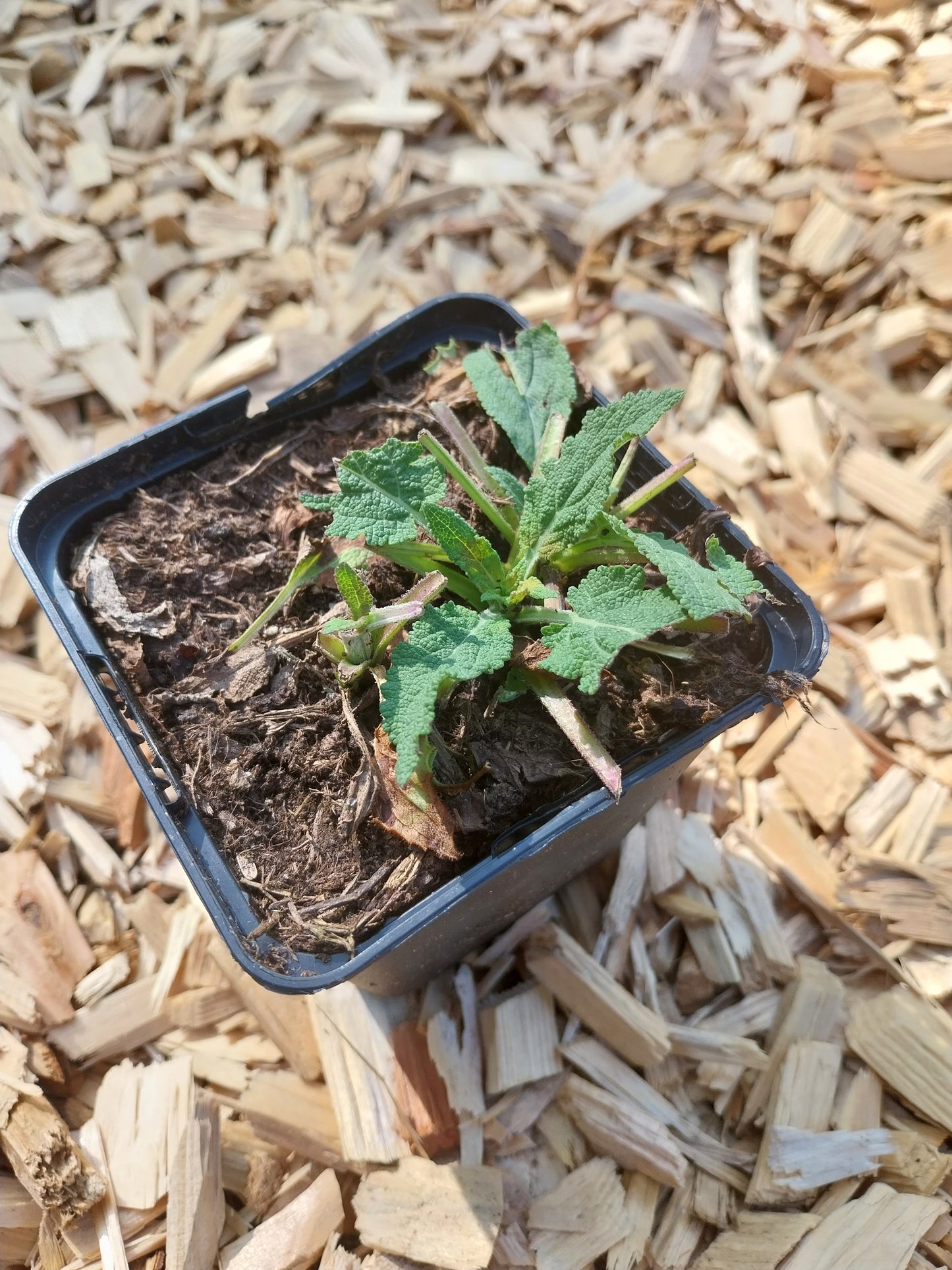 Salvia nemorosa 'Blaukönigin' Salbei