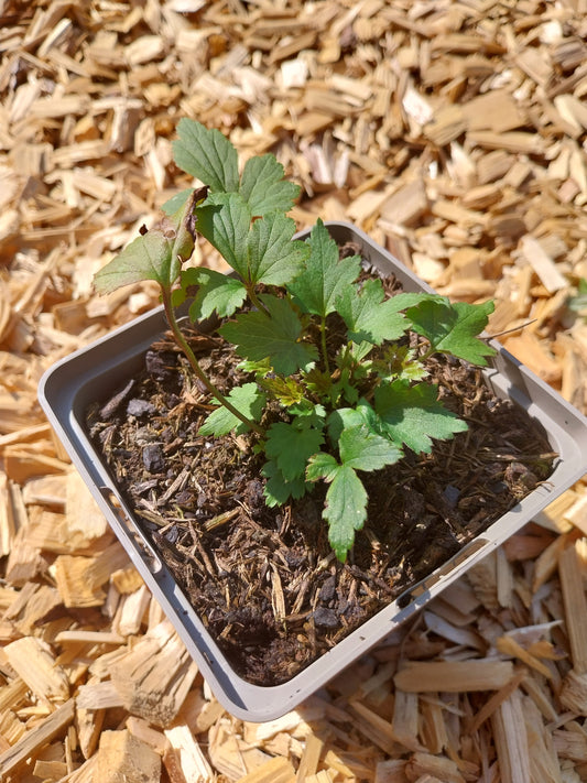 Anemone japonica 'Bressingham Glow' Herbst-Anemone