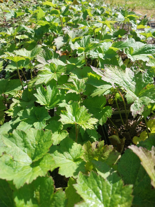 Anemone japonica 'Honorine Jobert' Herbst-Anemone