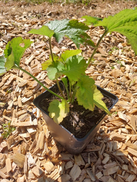 Anemone japonica 'Honorine Jobert' Herbst-Anemone