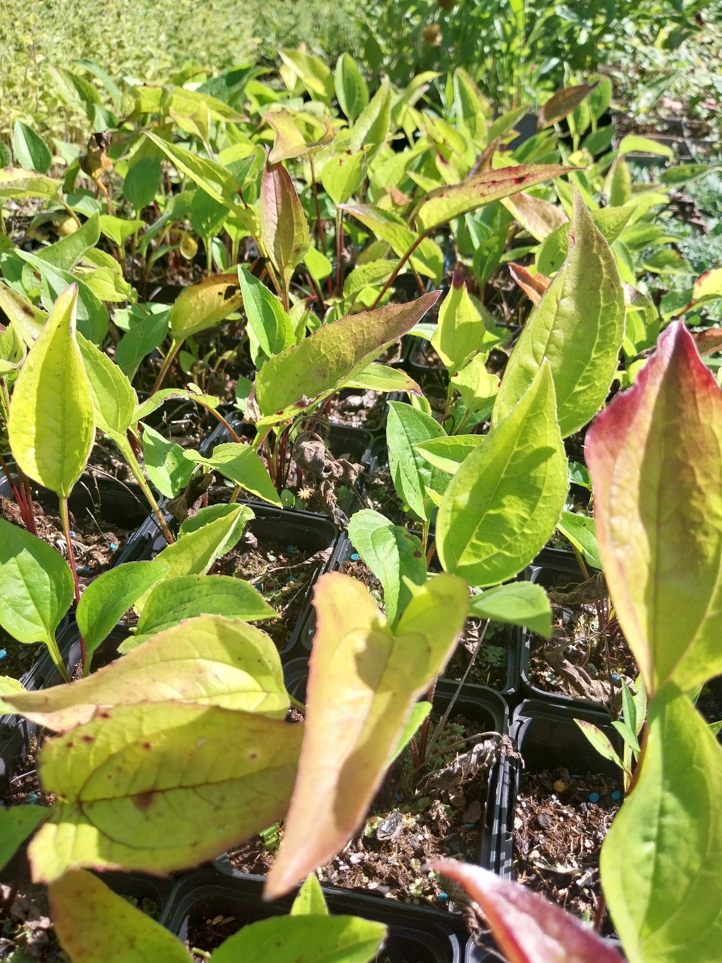 Echinacea purpurea 'Rubinstern' Scheinsonnenhut