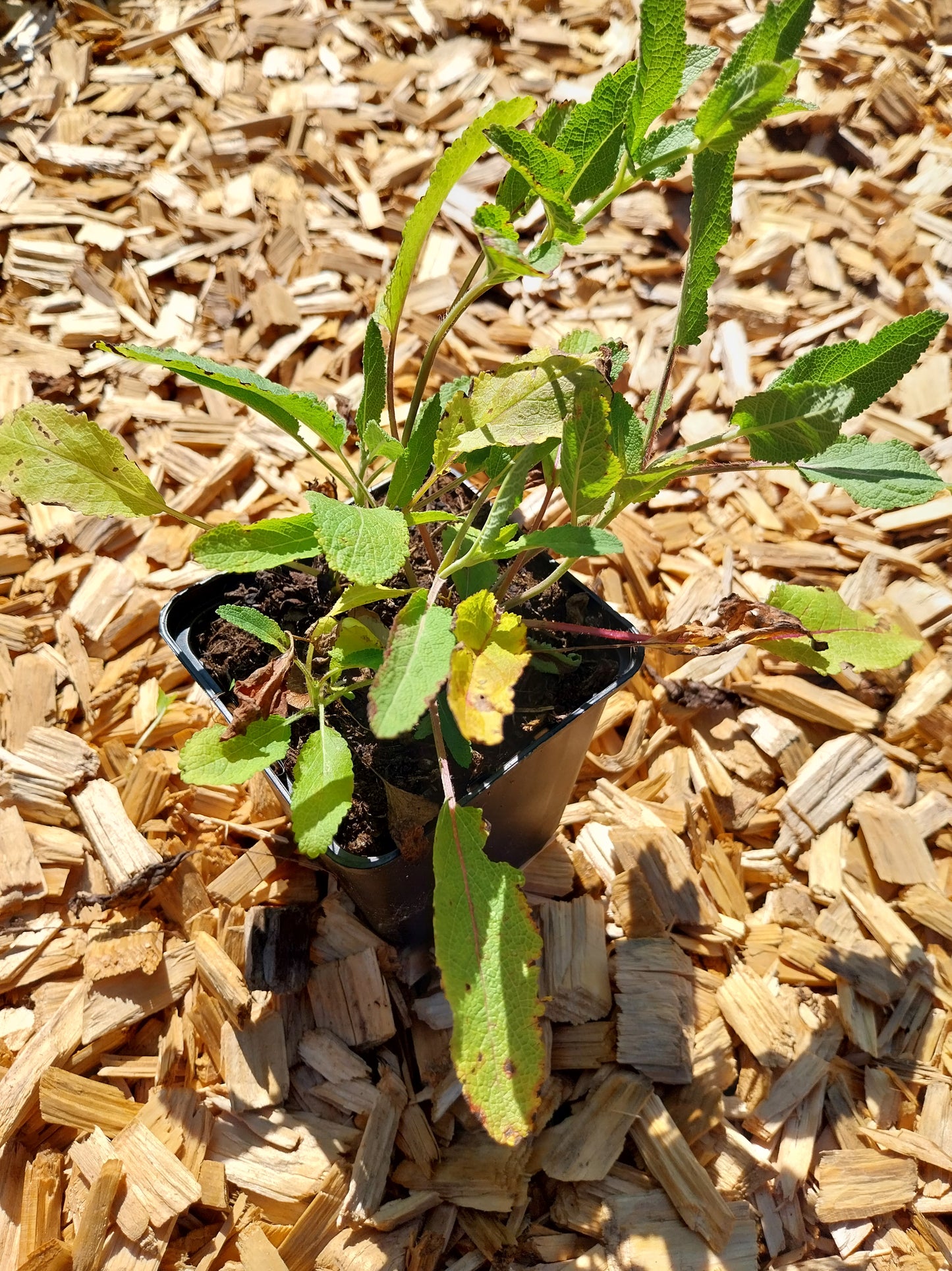 Salvia nemorosa 'Violettkönigin' Steppensalbei