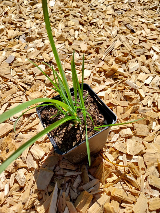 Hemerocallis cultorum 'Crimson Pirate'  Taglilie