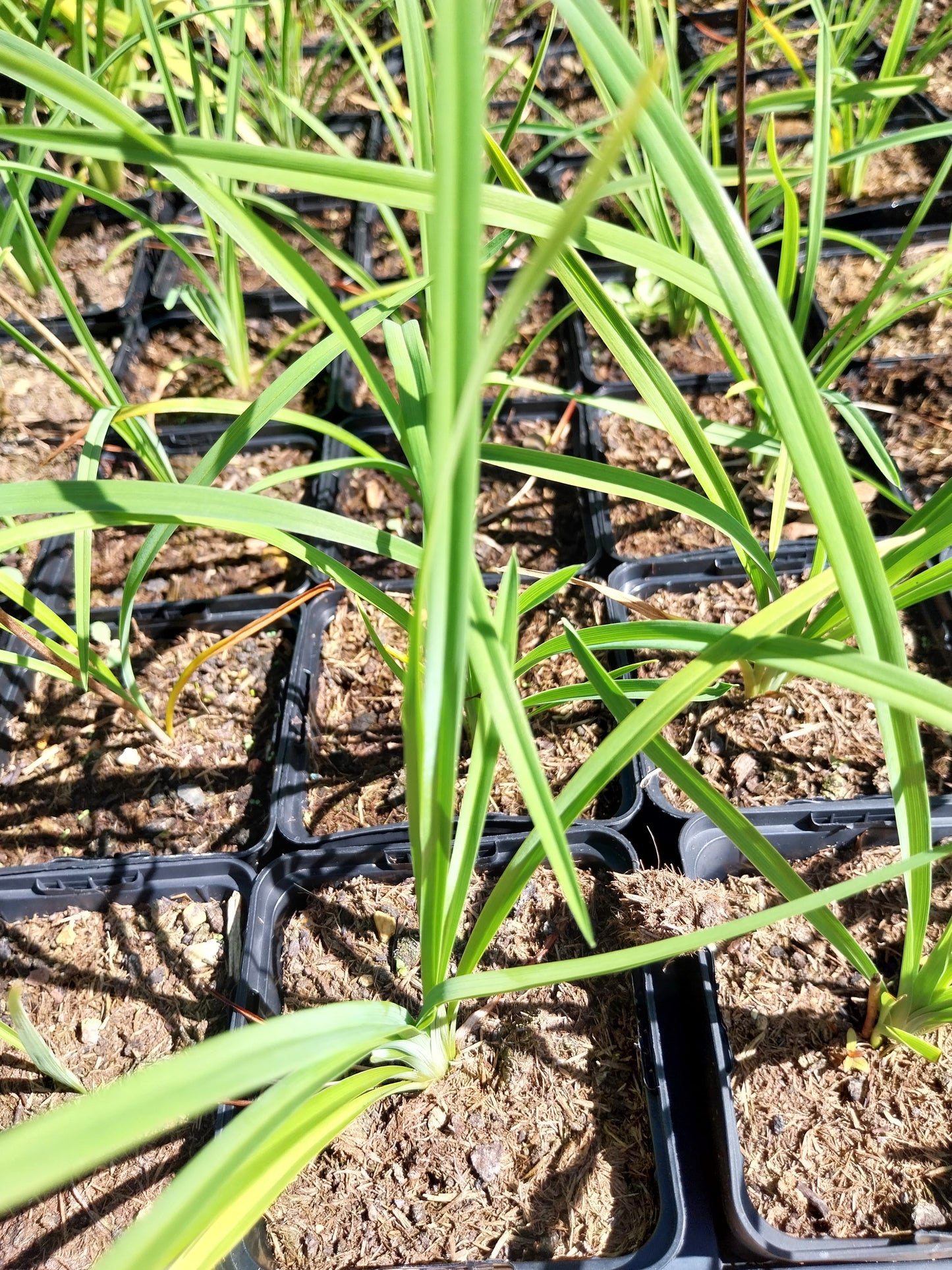 Hemerocallis cultorum 'Corky' Taglilie