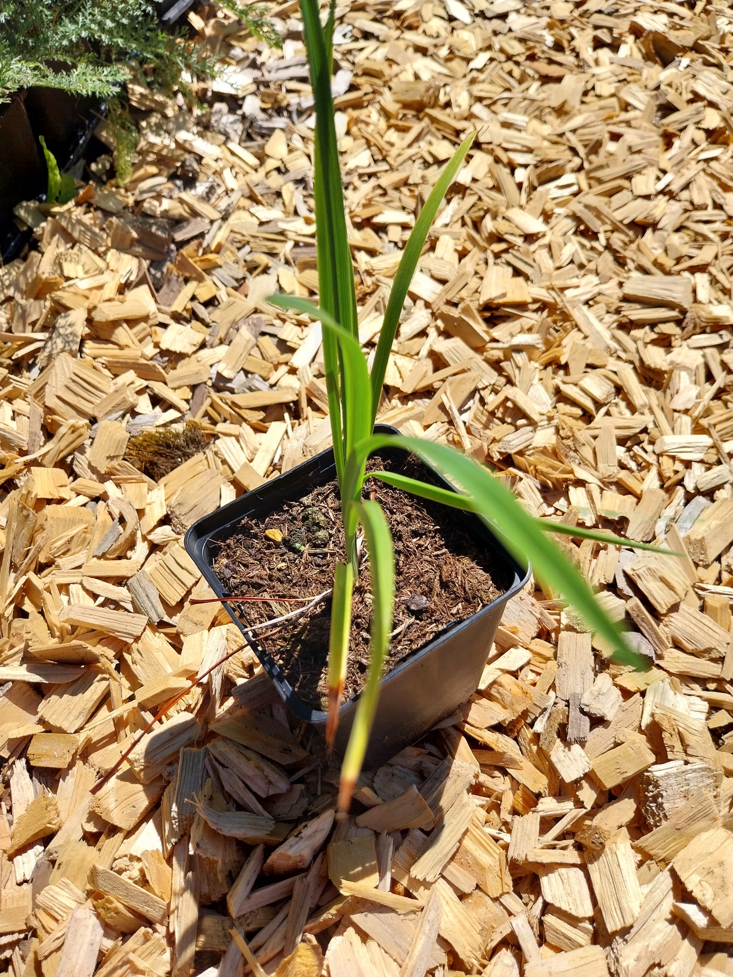 Hemerocallis cultorum 'Corky' Taglilie
