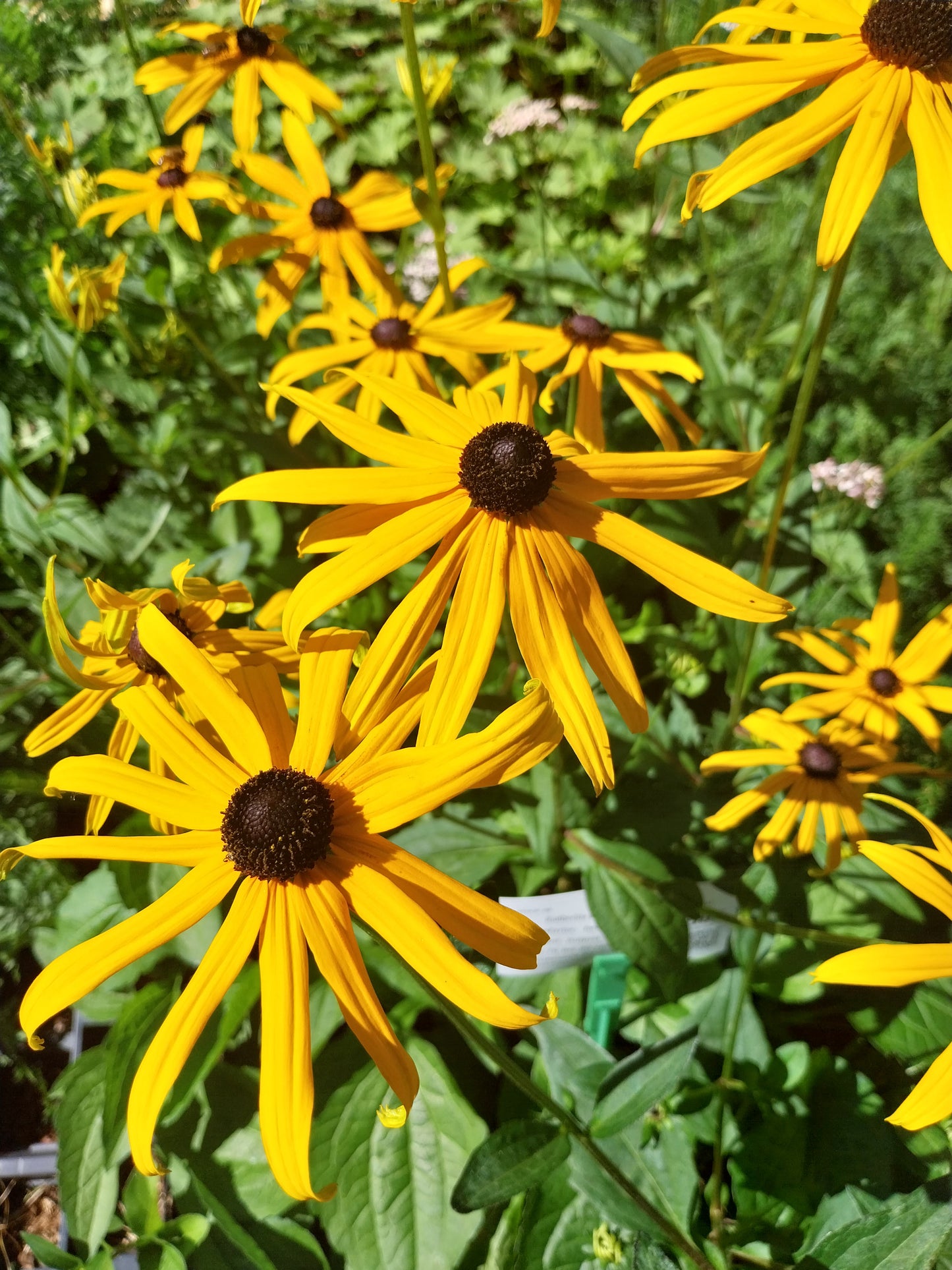 Rudbeckia fulgida var. sullivantii 'Goldsturm' Leuchtender Sonnenhut