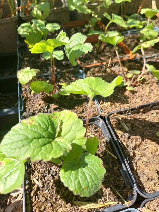 Campanula trachelium Nesselblättrige Glockenblume