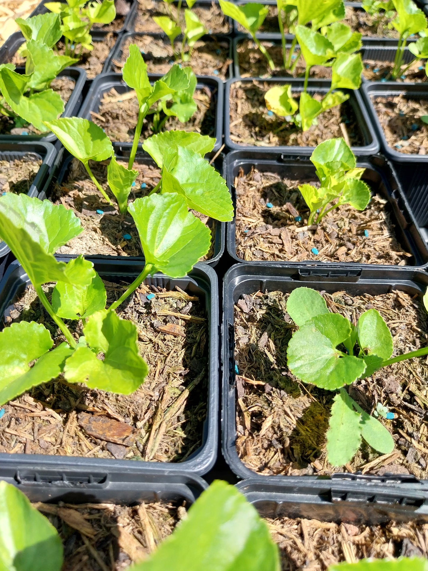 Viola sororia 'Freckles' Pfingst-Veilchen