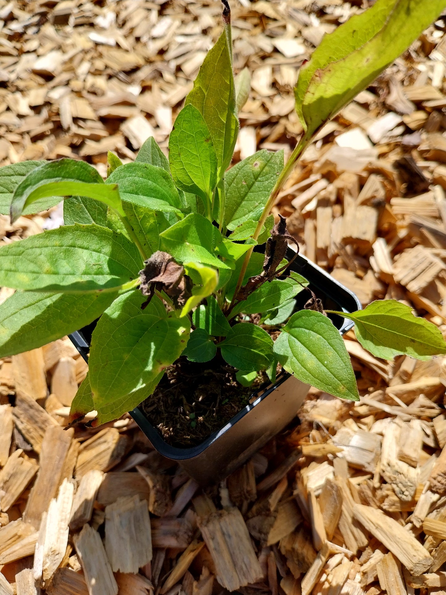 Echinacea purpurea Purpursonnenhut