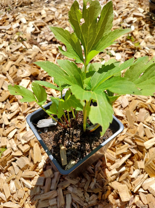 Rudbeckia laciniata 'Goldball' Gefülltblühender Sonnenhut