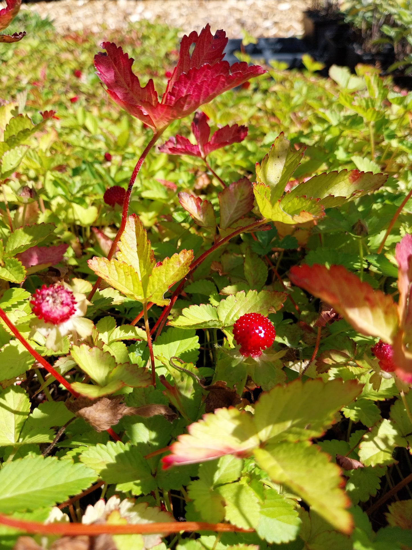 Duchesnea indica Scheinerdbeere, Trugerdbeere