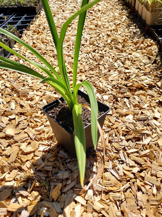 Hemerocallis × cultorum 'Winneberry Candy' Taglilie