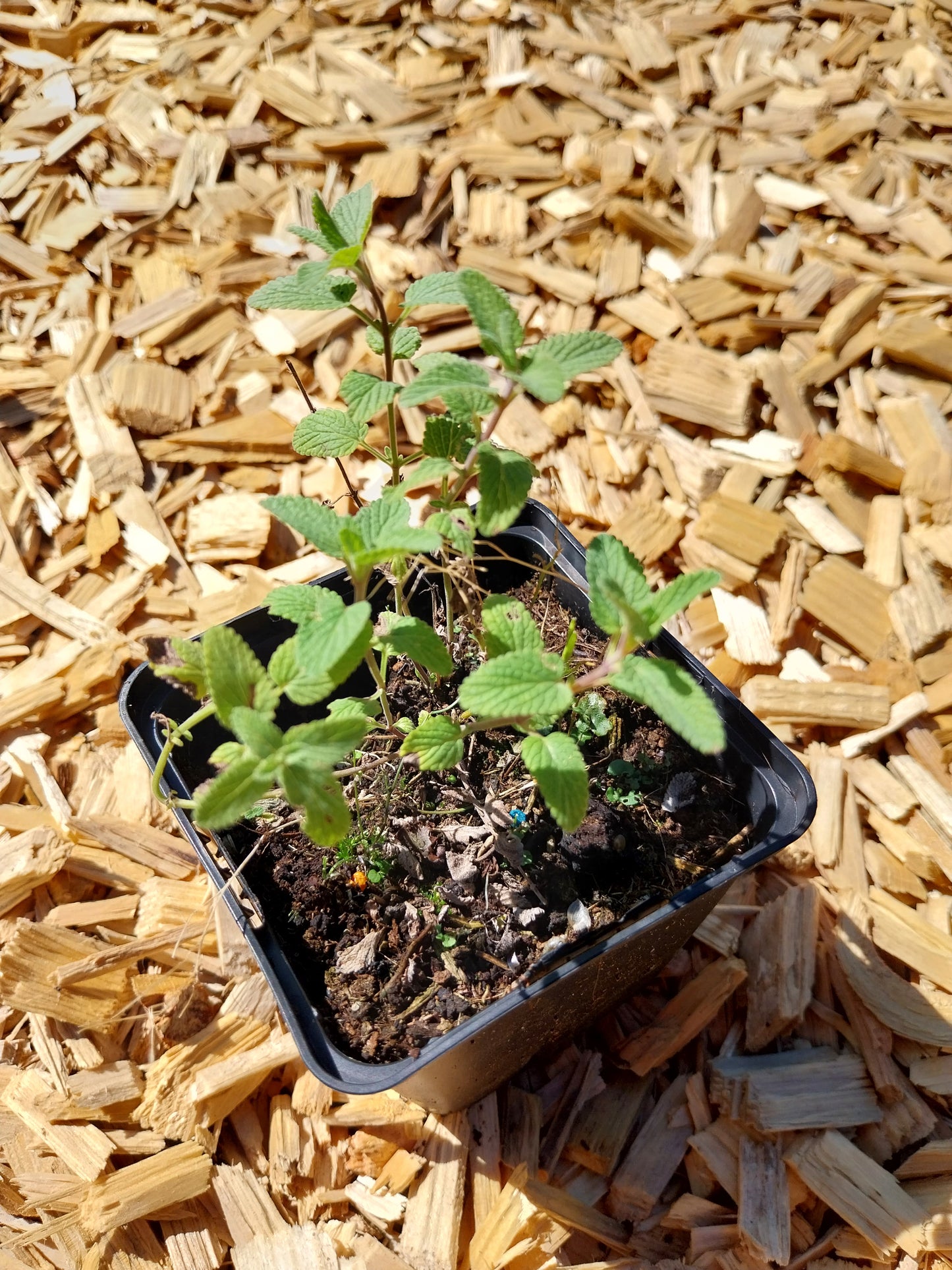 Nepeta racemosa 'Grog' Traubige Katzenminze