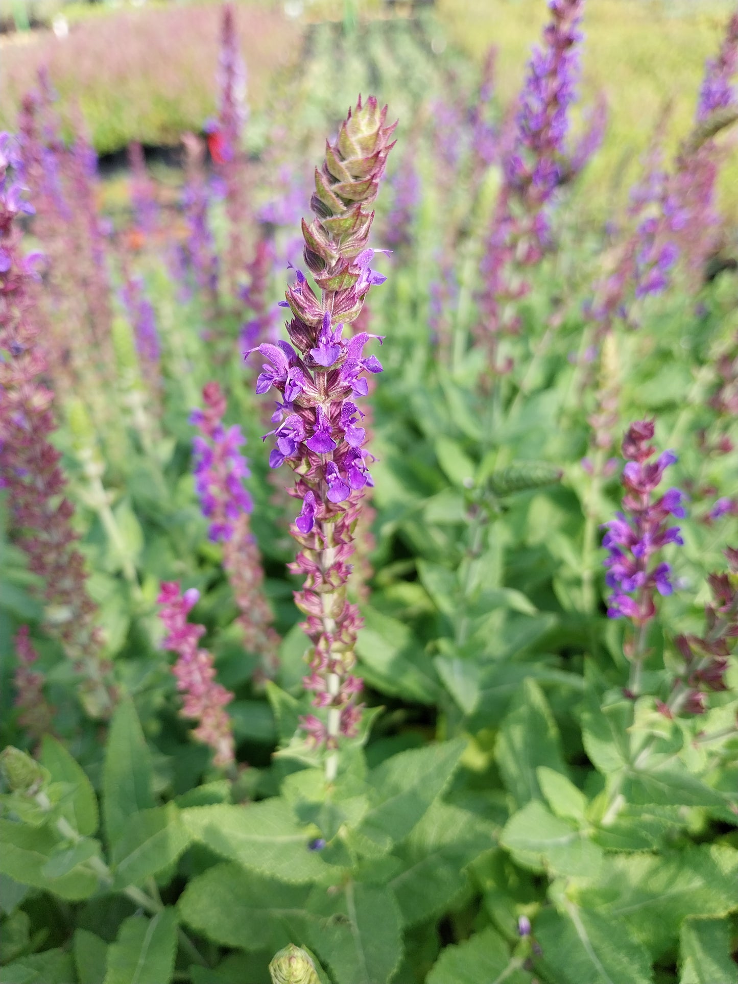Salvia nemorosa 'Ostfriesland' Blüten-Salbei