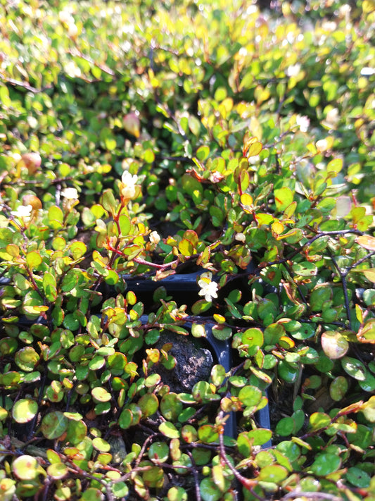 Muehlenbeckia axillaris ‘Nana’  Teppich-Scheinknöterich