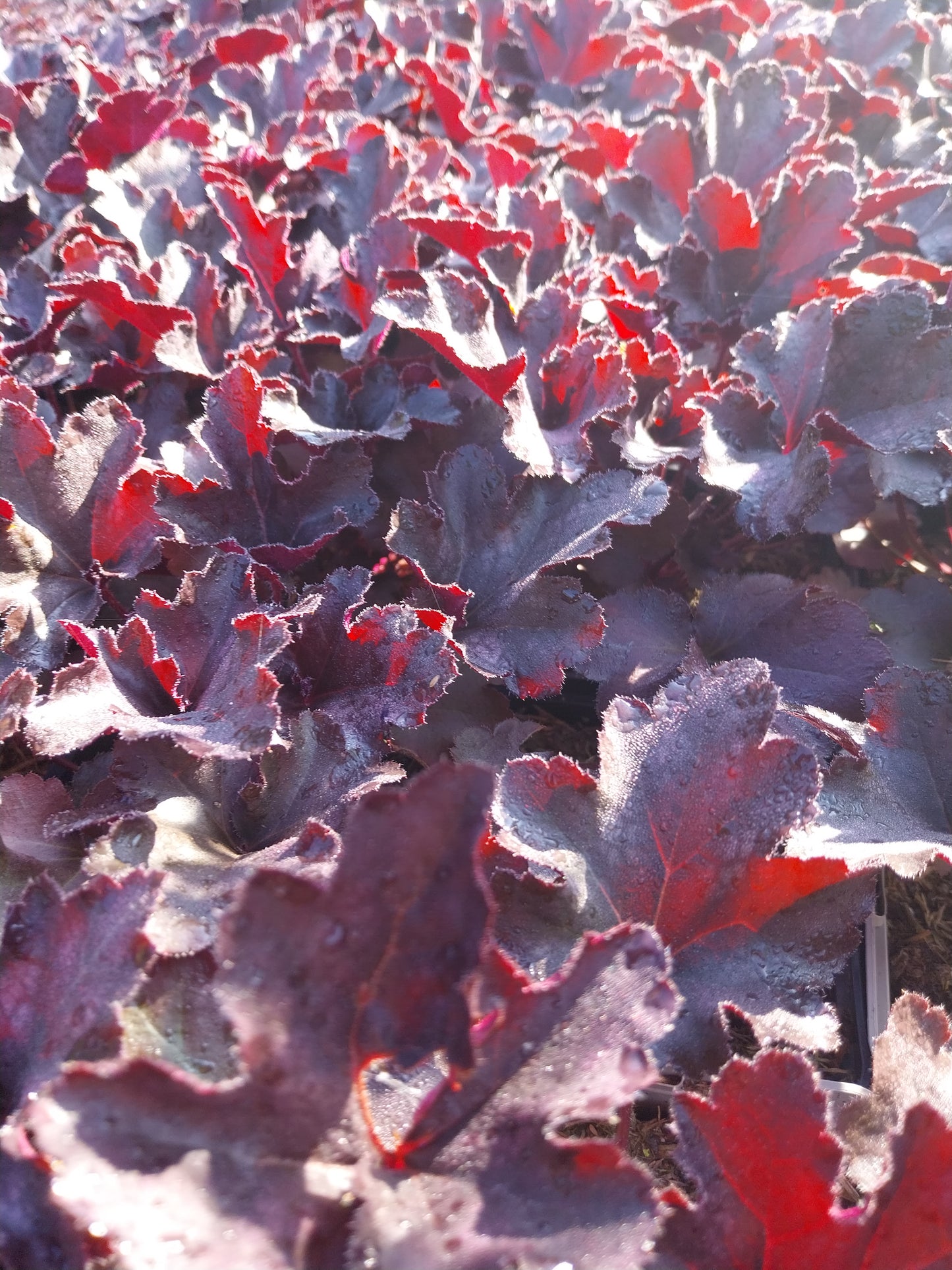 Heuchera micrantha 'Black Pearl' Silberglöckchen