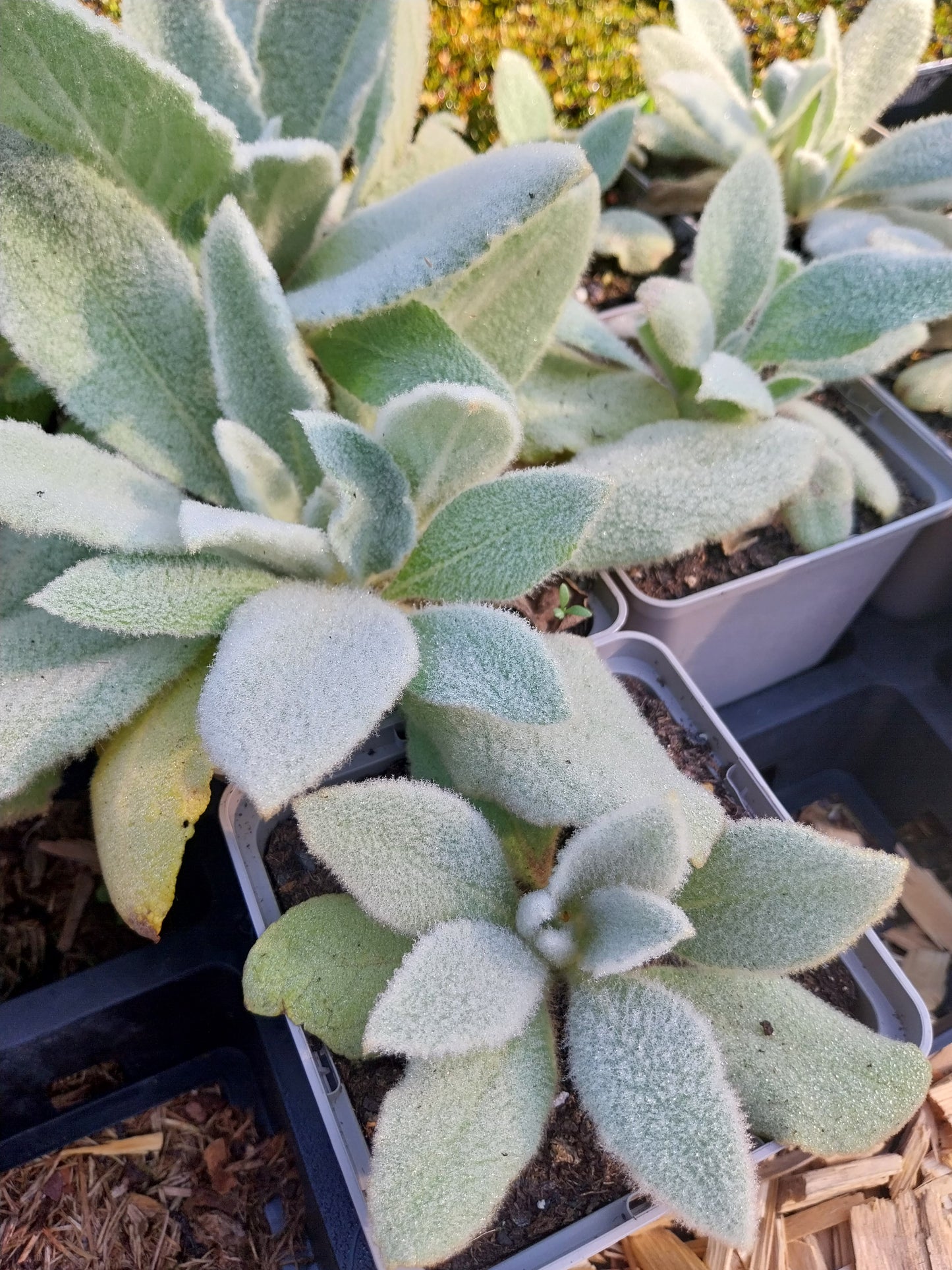 Verbascum densiflorum Großblütige Königskerze
