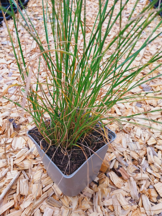 Pennisetum alopecuroides Federborstengras