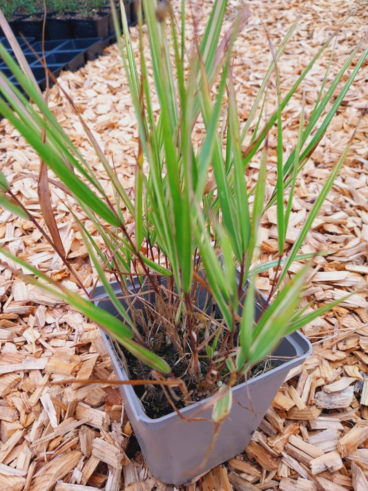 Hakonechloa macra 'Albostriata' Buntes Berggras