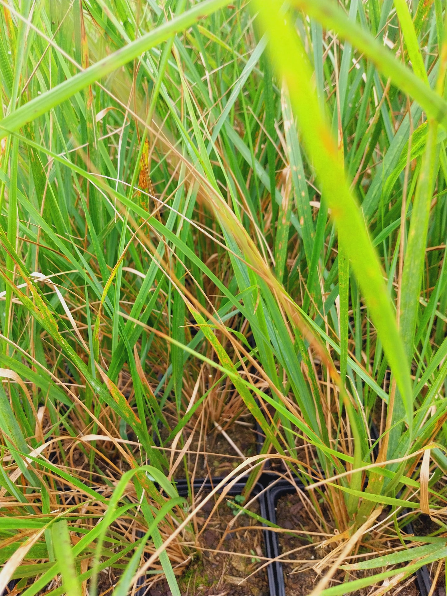 Calamagrostis × acutiflora 'Karl Foerster' Reitgras, Sandrohr