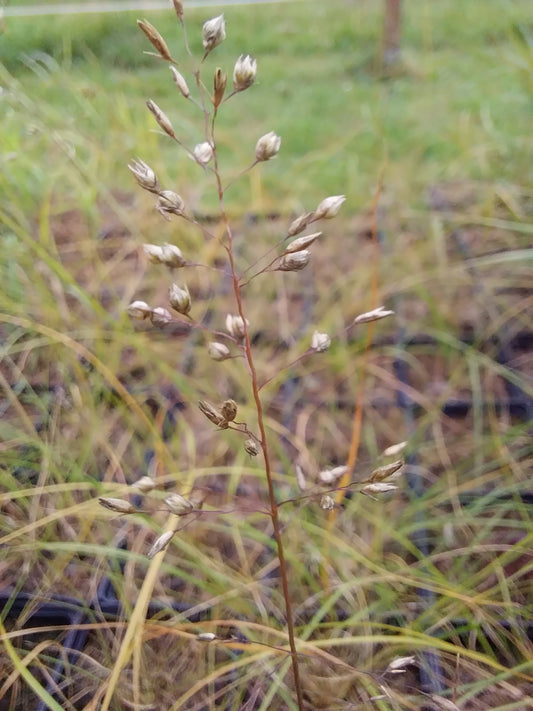 Sporobolus heterolepis Tropfengras